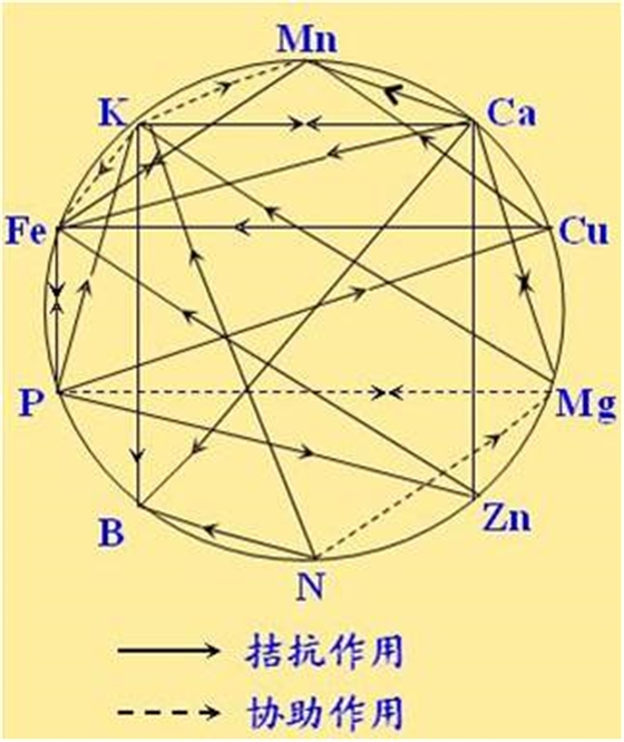 原料型鉀肥和鎂肥為什么會(huì)發(fā)生拮抗？