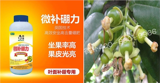 蜜柚促花壯花除了補(bǔ)磷還需要補(bǔ)硼鋅？