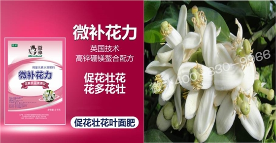 蜜柚促花壯花除了補(bǔ)磷還需要補(bǔ)硼鋅？