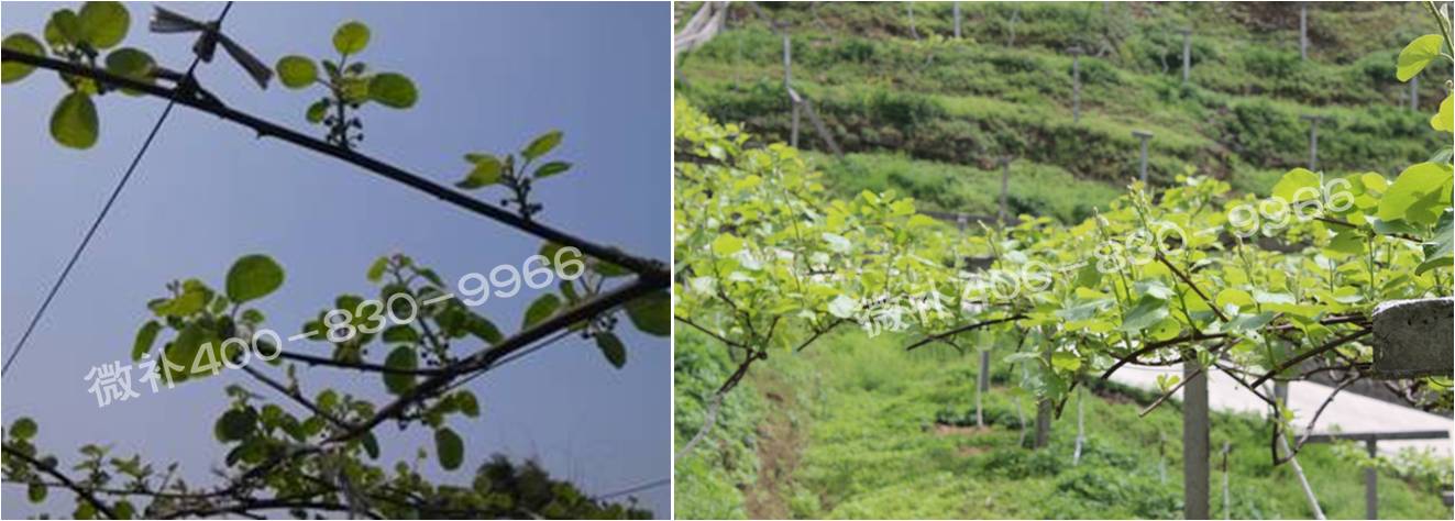 獼猴桃萌芽期如何施肥，才能促進(jìn)萌芽齊、萌芽壯？