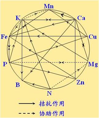 原料型鉀肥和鎂肥為什么會(huì)發(fā)生拮抗？