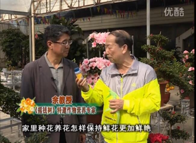 20160118珠江臺搖錢樹：家庭花卉用綠夫人600度鮮花營養(yǎng)液，花開鮮艷、花期長