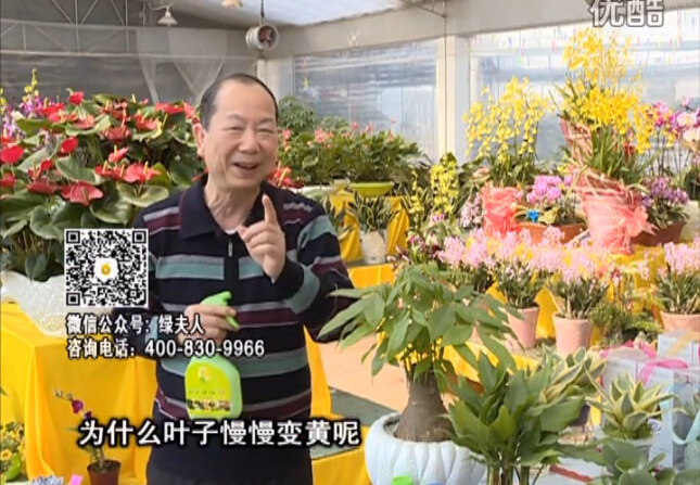 20160307珠江臺搖錢樹：陰生植物也不好種，黃葉多長勢弱？用綠夫人來呵護