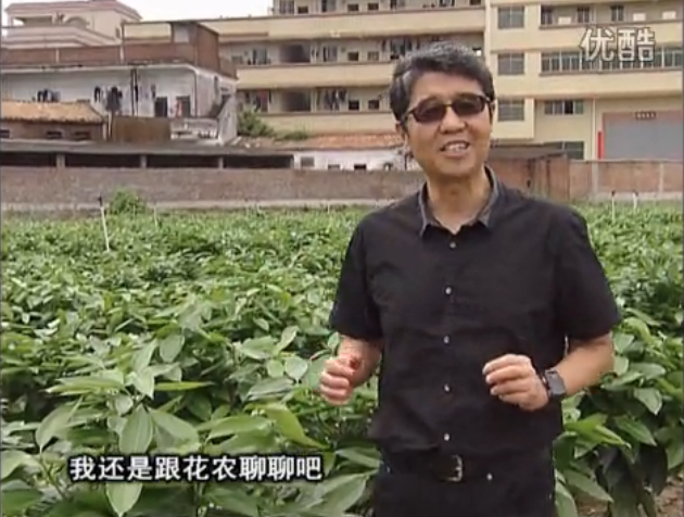 20160606珠江臺搖錢樹：觀葉植物用微補方案，壯根提長、保葉抗病好！