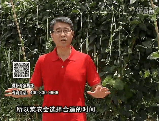 20160718珠江臺搖錢樹：瓜果蔬菜用微補(bǔ)水肥方案，結(jié)果多、有產(chǎn)量