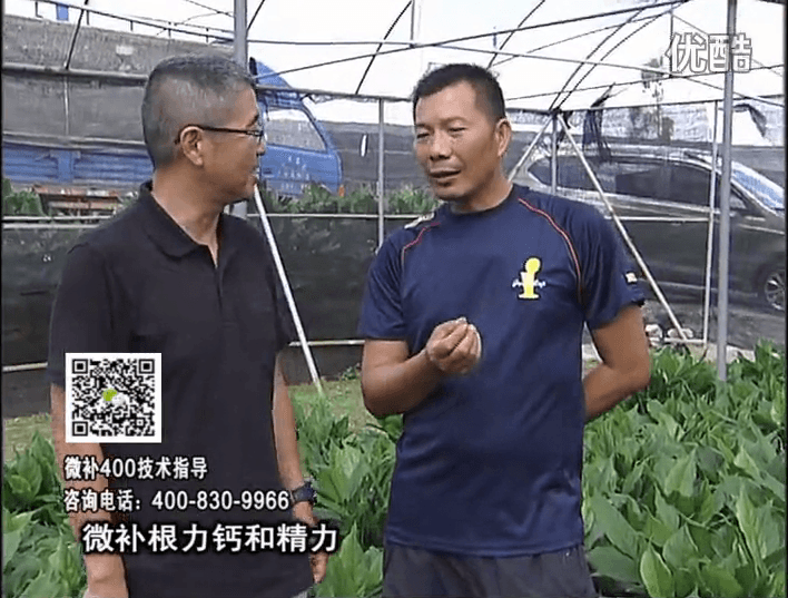 珠江臺搖錢樹：盆栽綠植澆施微補根力鈣+精力，促根多長勢青綠