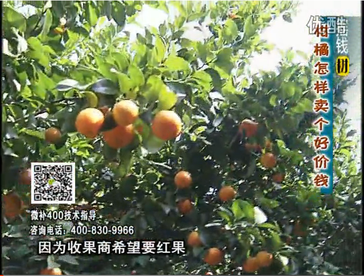 20161107珠江臺搖錢樹：柑橘噴施微補(bǔ)紅果力、蓋力，增甜增重賣價高