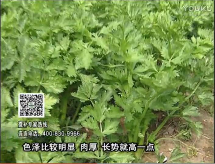 20170109珠江臺搖錢樹：葉菜如何種？長勢好又高產(chǎn)！