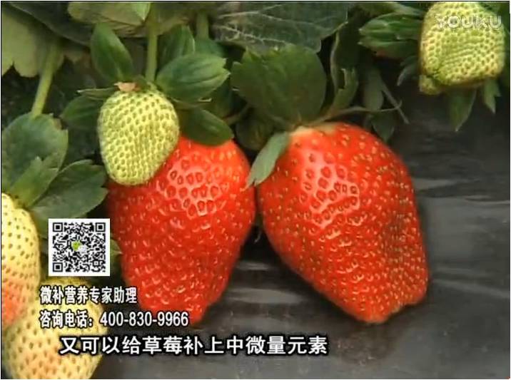 20170123珠江臺搖錢樹：草莓用微補方案，促根苗壯、開花坐果好