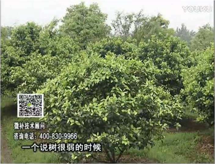 20170206珠江臺搖錢樹：柑橘用微補(bǔ)方案，壯樹促花壯花好